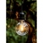Ampoule � LED - Bailey LED Filament Safe - Culot E27 - 4W - G95 - BAILEY 142756